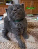 Maine Coon Kater, Blue-smoke und Blue-silver-tabby in 91443