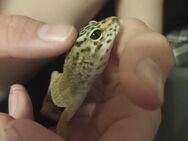 Süßer Leopardgecko 11 Monate alt. - Berlin Spandau