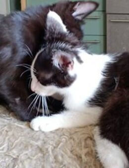 Junge Hauskatzen, Kätzchen, 3,5 Mo. alt - Alpen