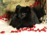 Pomeranian / Deutscher Zwergspitz, Hündin mit Ahnentafel - Bad Iburg