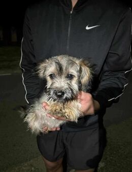Minikleine Yorkiemaus Mimi sucht dich - Mannheim