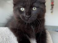 Maine Coon/Heilige Birma Kitten Kater - Waghäusel Zentrum