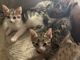 Kleine süße Kittys in 21035