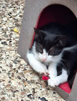 Kater suchen noch nach einem zu Hause - Bienenbüttel