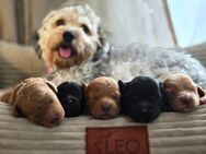 Maltipoo Welpen 🐶 - Prebberede