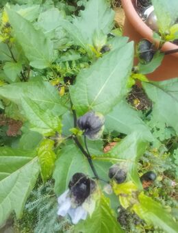 Blaue Lampionblume - Merseburg