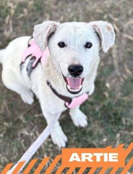 Artie - zauberhaftes Wollknäuel - Berlin