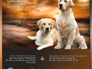 Golden Retriever Welpen aus seriöser VDH/GRC Zucht