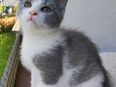 -Ponzu- Grau/Weiß Mix Kitten | Junge in 30453