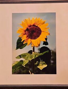 Bild mit Rahmen "Sonnenblume" - Wetter (Ruhr)