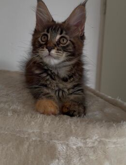 XXL Maine Coon - Essen