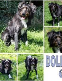 DOLLY -tolle, aktive Hundeseele- - Duisburg