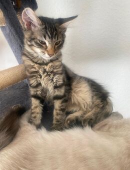 Süßer Katzenbaby zu verkaufen - Balingen