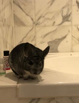 Chinchilla Mänchen sucht neuen Partner - nur in gute Hände abzugeben - Forstern