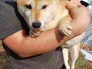 Domino, ruhiger freundlicher Shiba Inu - Remagen