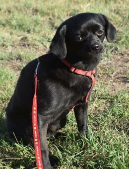 Kuki - sucht Schoß und Liebe - Süderbrarup