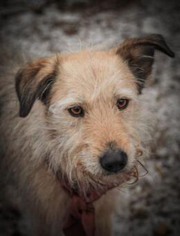 Bonnie sucht Geduld! - Schwaig (Nürnberg)