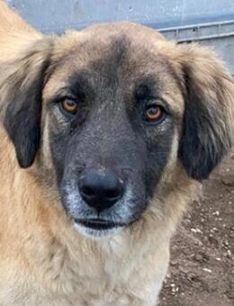 Lacasito, geb. ca. 01/2022, GRIECHENLAND - Markdorf