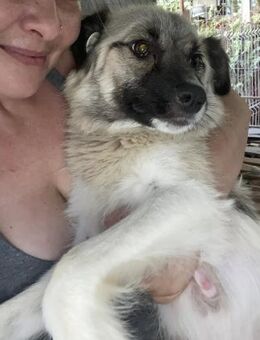 Sweety - home sweet home gesucht! - Overath