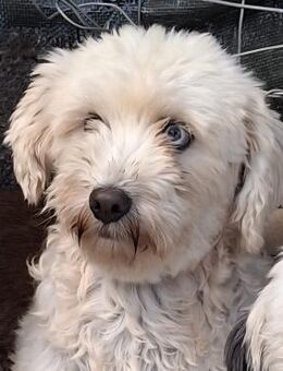 Chioni - wunderschöne Mutter von Philly - Krefeld