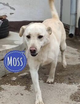Moss ein Familienhund - Mannheim