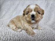 wunderschöne Shih Tzu Welpen - Viersen