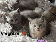 4 Wunderhübsche Kitten ab Mitte August abzugeben - Müden (Aller)