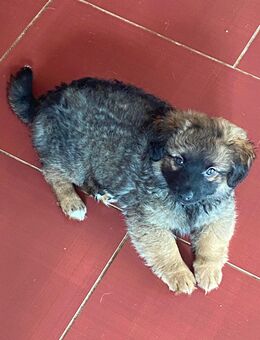 Welpe Wischlingswelpe Border Terrier/Jack Russel - Bad Salzuflen Ehrsen-Breden