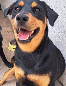 Kamila treue Begleiterin - Obertshausen