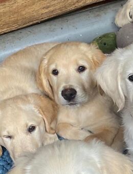 Golden Retriever Welpen - Garrel