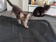 Maine Coon XXL Kitten dürfen ausziehen - Essen