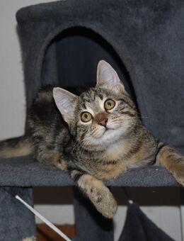 Katzenkinder suchen ihr für immer zuhause - Hohenstadt