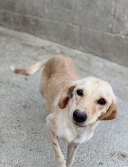 Zaubermaus Amy sucht ihr Körbchen - Beckingen