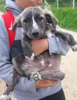 Süßer Timo🌺 sucht liebevolle Familie - Seggebruch