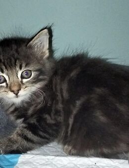 🐾 Zwei kleine Tabby-Geschwister suchen ein liebevolles Zuhause 🏡 - Frankfurt (Main)