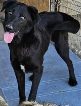 ANGEL - neugierig, offen, verspielt - Weilheim (Oberbayern)