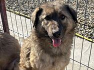 AUREL sucht liebevolles Zuhause - Neuberg