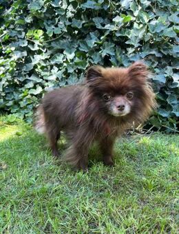 Baffy kleine Pomeranian-Prinzessin - Kassel