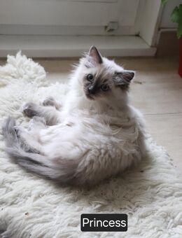 Ragdoll-Kitten Mädchen sucht ein neues Zuhause - Burgdorf (Landkreis Region Hannover)