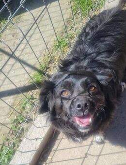 Tino, kleiner Herzensbrecher sucht Dich - Leonberg (Baden-Württemberg)