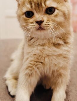 reinrassige BKH Kitten - Bremen