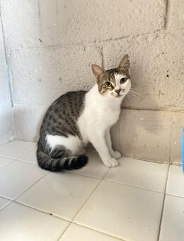 Kokou aus dem Tierschutz - Grevenbroich