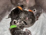 BKH Britisch Kurzhaar Kitten Katze mit Stammbaum / in der Farbe Black-Silver Tabby - Moers