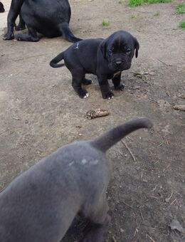 Cane corso - Beeskow