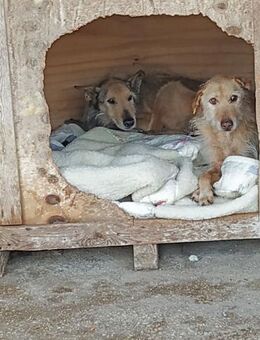 Guill, NOTFALL - Kettershausen