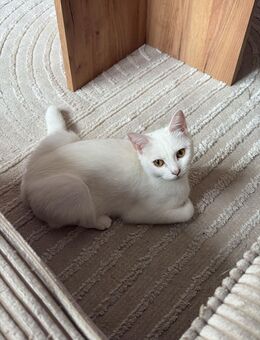 Wunderschöne weiße Katze Hazel (1 Jahr alt, taub) sucht ein liebevolles Zuhause! - Mönchengladbach