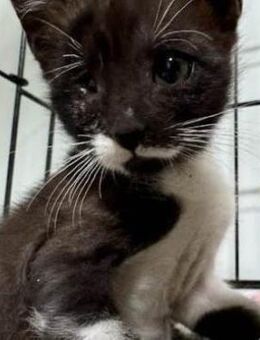 Zella sucht dringend ein Zuhause - Lenzen (Elbe) Zentrum