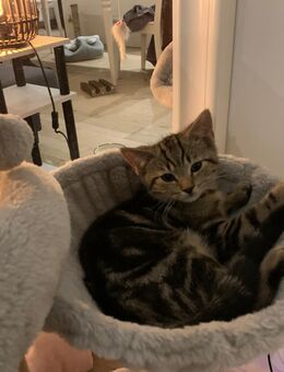 2 Süße Kätzchen männlich und d weiblich gemischte Rasse - Berlin Friedrichshain-Kreuzberg