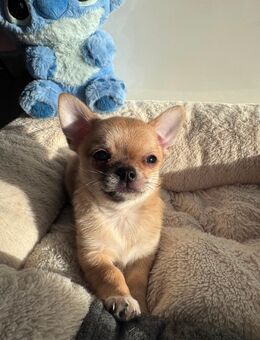 Chihuahua Welpe Abgabebereit - Krefeld