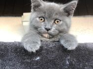 Wunderschöne Main Coon- BKH Mix Kitten abzugeben - Lage (Nordrhein-Westfalen)